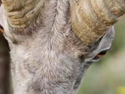 CU Shot of super close up of mature bighorn ram grazing on tundra / Grand Lake, Colorado, United States Stock Footage