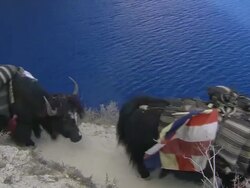 MS Nomads and horse caravan walking along cliff trail above Phoksundo lake / Himalayas, Upper Dolpo, Nepal    Stock Footage