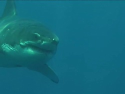 Medium pan-right - A great white shark weaves through sun-dappled water. Stock Footage