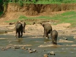 WA Group of elephants crossing river, away from camera Stock Footage