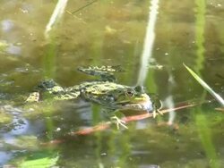 HD: frog Stock Footage