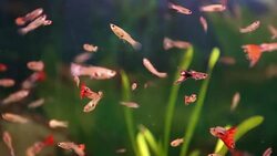 Aquarium full of colorfull fish Stock Footage