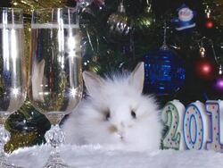 white rabbit and a Christmas tree Stock Footage