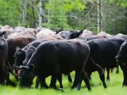 Cowboys herding cattle from field Stock Footage