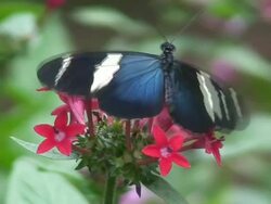 Heliconius butterfly Stock Footage