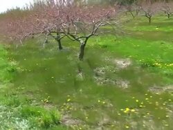 Peach Trees Stock Footage