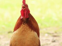 Screaming cock Stock Footage