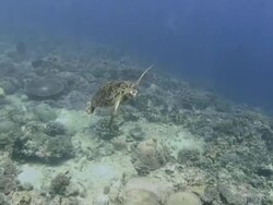 Beautiful turtles swimming above coral and with tropical fish Stock Footage