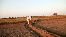 Farmer working in the field using hoe Stock Footage