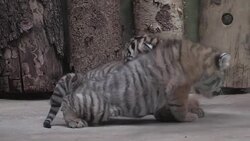 CLEAN : Nacen cachorros de tigre malayo en zoo de Praga News Clip