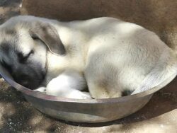 CU Small puppy curled up in dog bowl / D2440, Otjiwarongo, Namibia Stock Footage