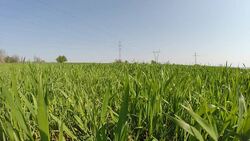 Green wheat field and Power Lines Stock Footage