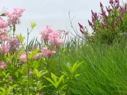 MS Shot of park with fields of grass and blue salvia / Losheim am See, Saarland, Germany Stock Footage