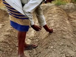 Planting Seed Stock Footage