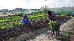 African elder mentors young man in agriculture Stock Footage