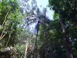MS High Speed tree fall, deforestation, low-angle looking up;; Panama; Stock Footage