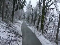 Trees Laying On The Roadside Stock Footage