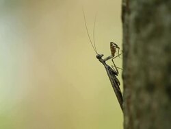 Mantis in action Stock Footage
