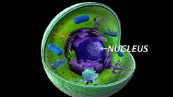 Cells - Overview & Introduction Instructional Video