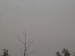 Smoking insects - HD 1080/60i Stock Footage