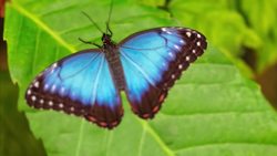 Why Is Blue So Rare In Nature? Instructional Video