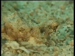 CU Sea Moth feeding, Kapalai, Borneo, Malaysia Stock Footage