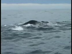 Sperm Whale - pov boat, CU back disappearing into water, tail rises in air & disappears into water, sea horizon, blue sky with white cloud Stock Footage