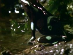Poison Dart Frog, BCU frog portrait, facing left.  Panama. Stock Footage