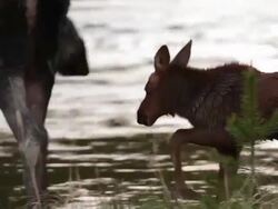 MS  shot of a cow moose (Alces alces) and just born calf on the banks of the Colorado River Stock Footage