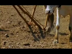 Ploughing with cattle, close up, Nagarahole, Southern India Stock Footage