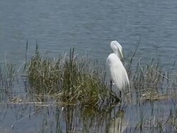Big White Bird Preening With Copy Space Stock Footage