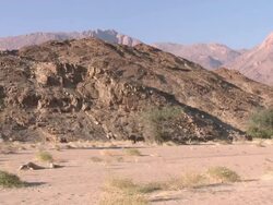 Desert Elephants (Loxodonta africana) walking in line in habitat, Ugab River Basin, Namibia: desert-dwelling population of African Bush Elephant though not distinct subspecies Stock Footage