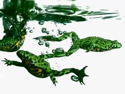 CU SLO MO Shot of three red-bellied toads jumping into water and swimming out of frame / Studio, New Jersey, United State Stock Footage