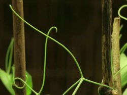 Close Up static _ Pea shoots grip poles as they grow Stock Footage