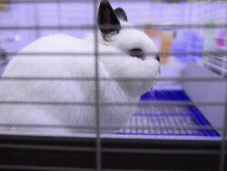 Rabbit in the cage Stock Footage