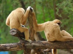 Gibbon in the tree. Stock Footage
