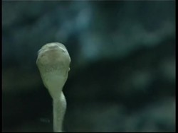 Colourful exhibit of frogs at Nat History Museum News Clip