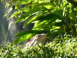 Iguana Sunbathing Stock Footage