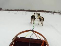 dog sled 13 Stock Footage