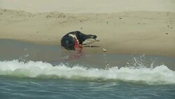 A seagull scavenges a dying seal as waves wash onto a beach. Stock Footage