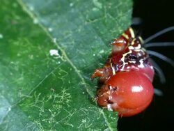 Large caterpillar feeding on a leaf in the rainforest understory, Ecuador. Stock Footage