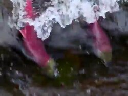 CU ZO Two Coho salmon swimming in Horsefly river / Horsefly, British Columbia, Canada Stock Footage