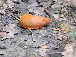 Shaking and breathing slug Stock Footage