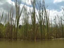 Dirty pond surface level shot POV Stock Footage