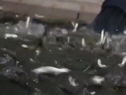 Drought Forces Wildfire Officials To Truck Salmon Downstream Stock Footage