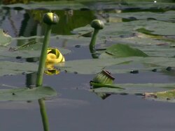 MS Buds of plants at water's surface in everglades / Florida, USA  Stock Footage