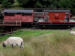 SHEEP GRAZING ON MOOR Stock Footage