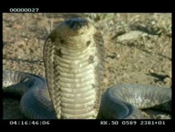CU Snouted cobra's head (aka Egyptian cobra), extending & relaxing its hood Stock Footage