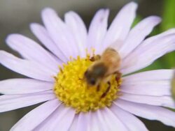 bee flower work Stock Footage