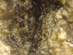 worker  talk military ant Stock Footage